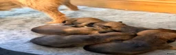 Border Terrier dogs for sale: * KC Registered Border Terrier Puppies *  - Advert 9