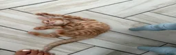 Mixed Breed cats for sale: 3 Playful & Sociable Ginger Kittens   - Advert 3