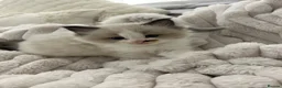 Ragdoll cats for sale: Seal Ragdoll Kittens in Bacup - Advert 6