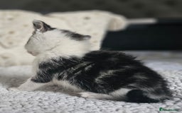 Persian cats for sale: PersianXTortoiseshell Crossbreed Kittens - Image 26