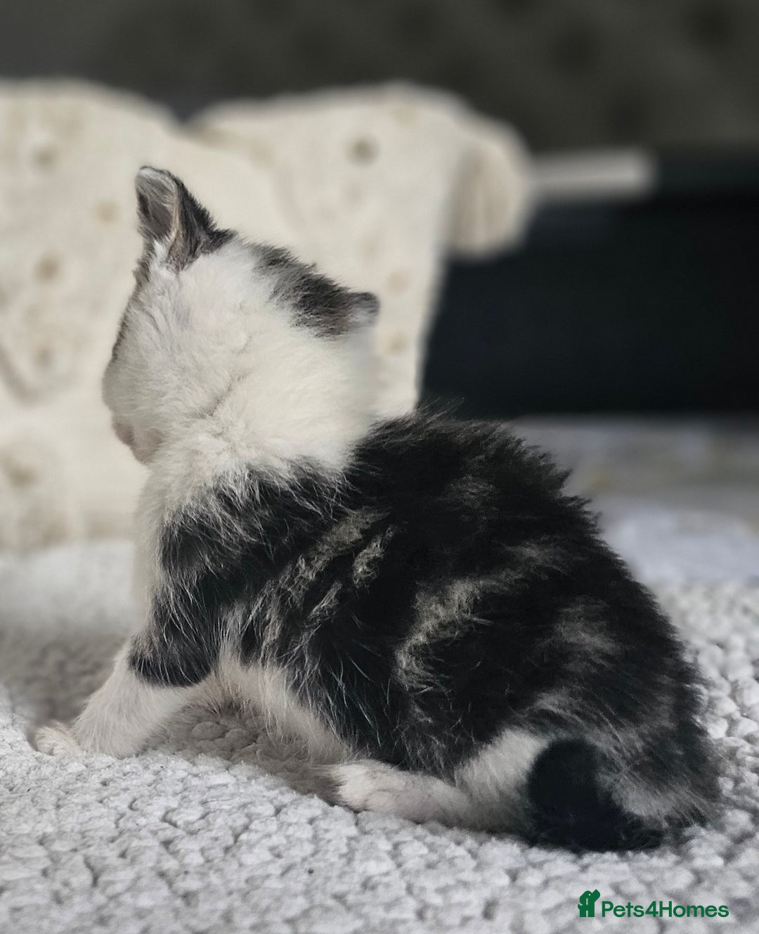 Persian cats for sale: PersianXTortoiseshell Crossbreed Kittens - Image 26