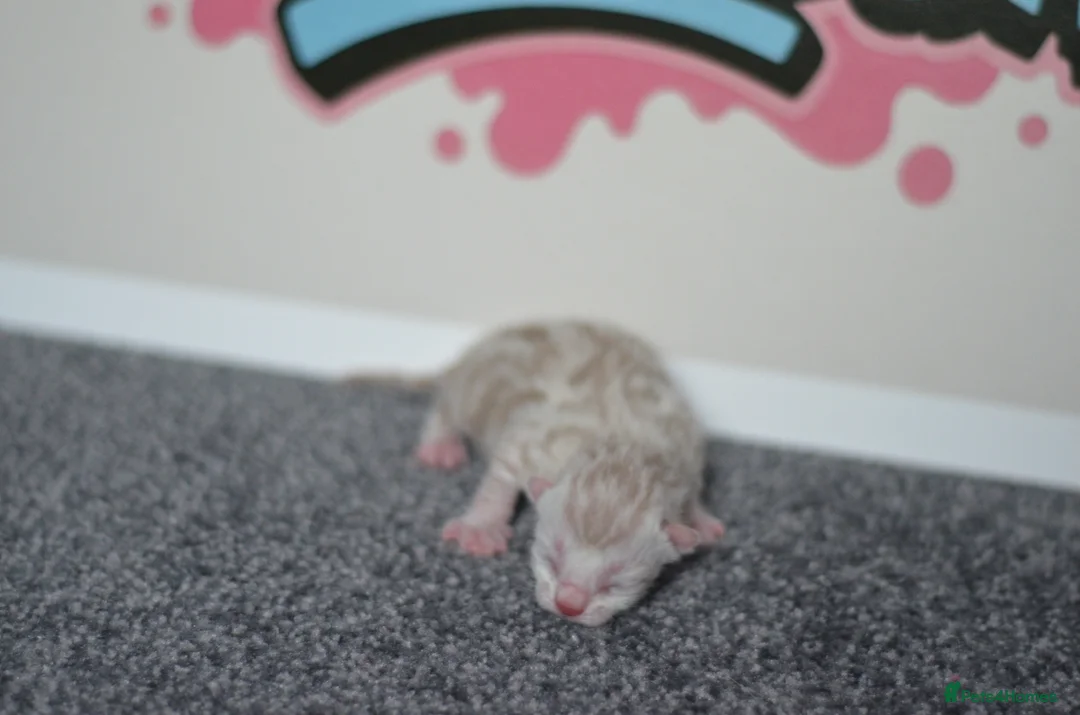 Bengal cats for sale: 🧬LIMITED BENGAL KITTENS🧬 2 females left - Advert 25