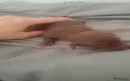 Dachshund dogs for sale: Puppies  - Image 4