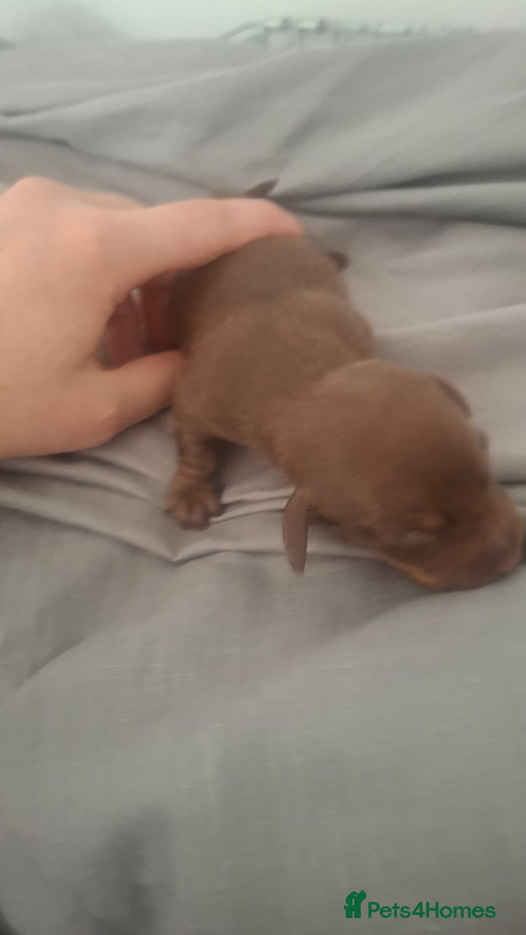 Dachshund dogs for sale: Puppies  - Image 4