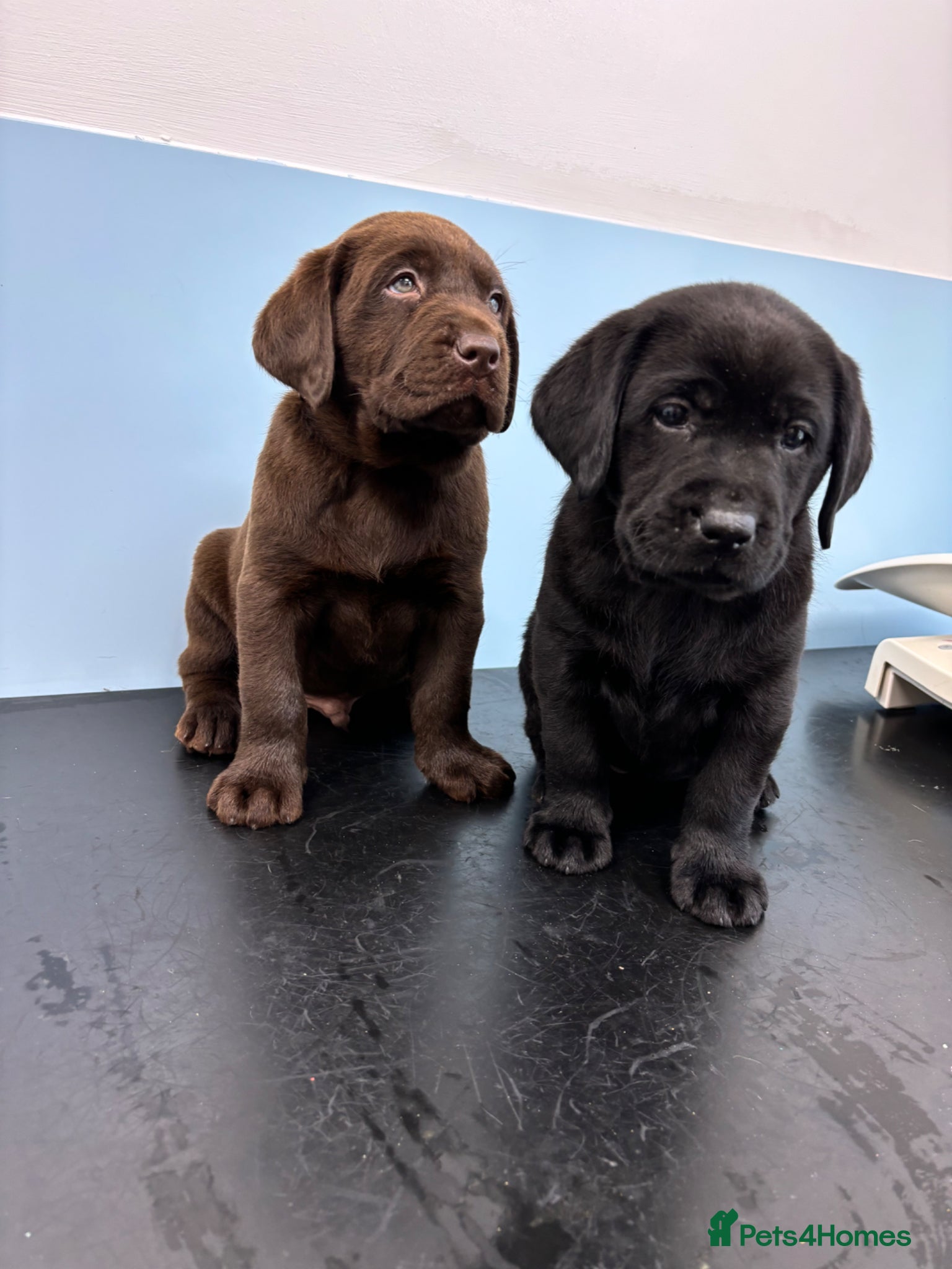 Labrador Retriever dogs True Show Line Chunky Labrador Puppies  - Advert 6