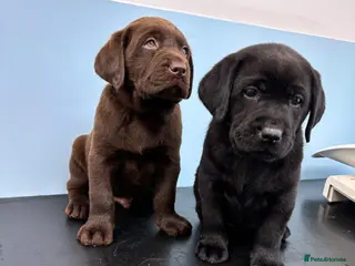 Labrador Retriever dogs True Show Line Chunky Labrador Puppies - Advert 15