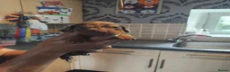 Miniature Dachshund dogs for sale: Miniature dashchund puppies  - Advert 7