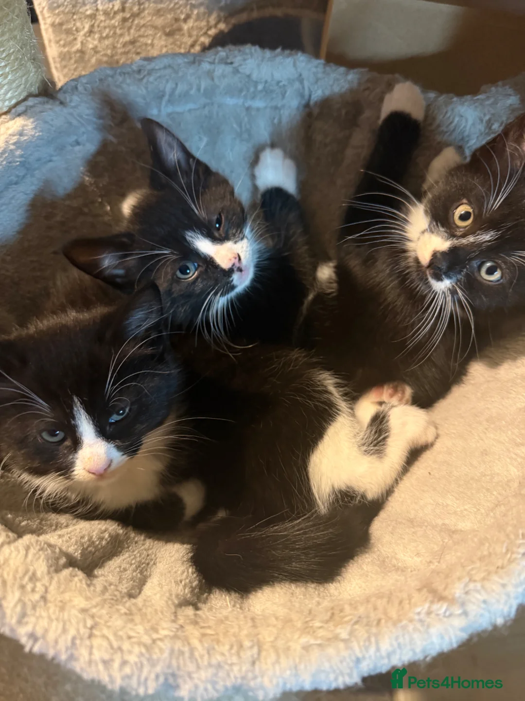 Mixed Breed cats for sale: Beautiful kittens - Advert 2