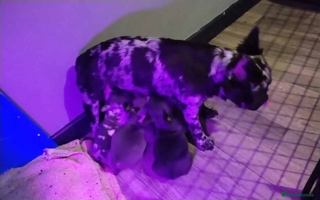 French Bulldog dogs for sale: French bulldog pupps - Advert 2