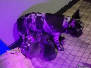 French Bulldog dogs French bulldog pupps - Advert 1