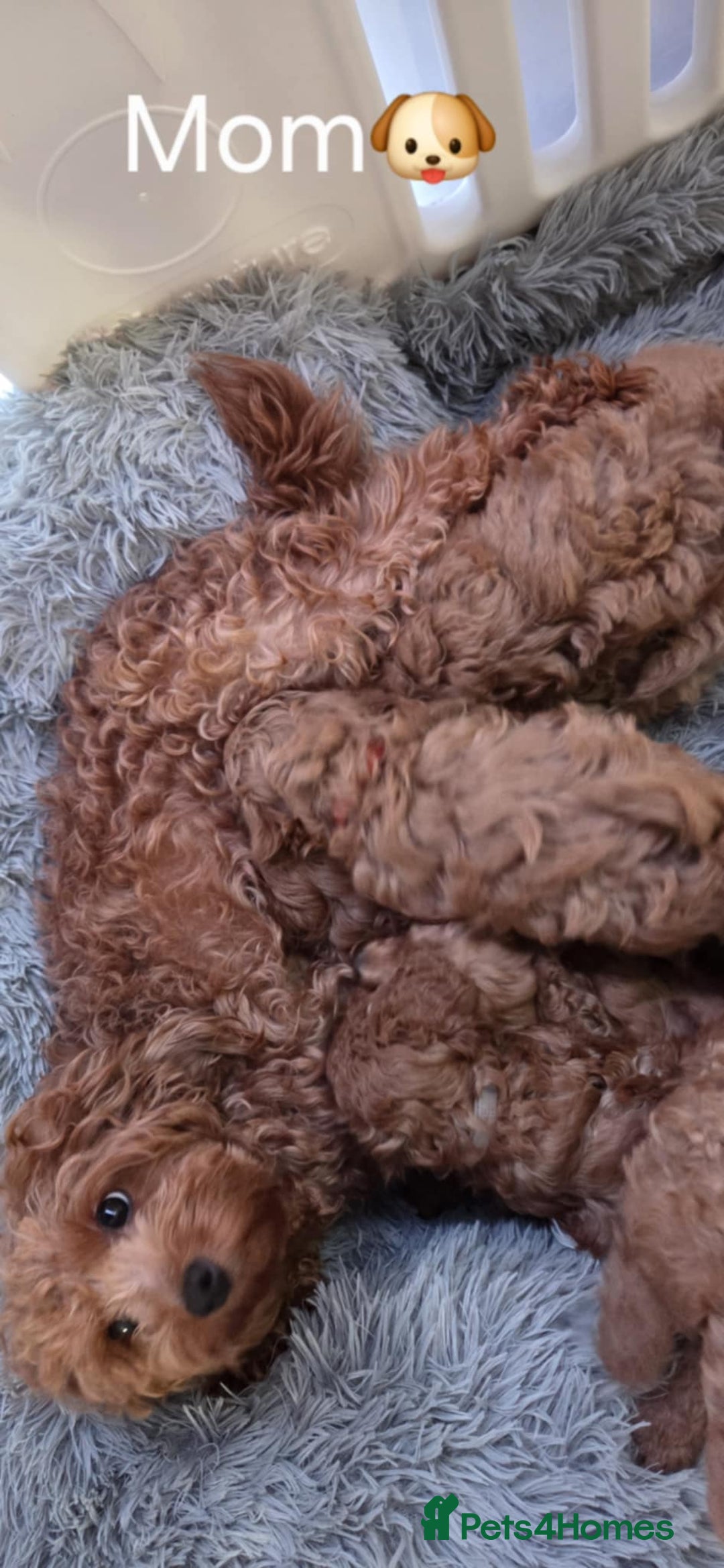 Maltipoo dogs for sale: red toy maltipoos - Image 13