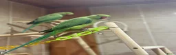 Ringnecks birds for sale: Ring neck parrots for sale in Birmingham - Advert 3