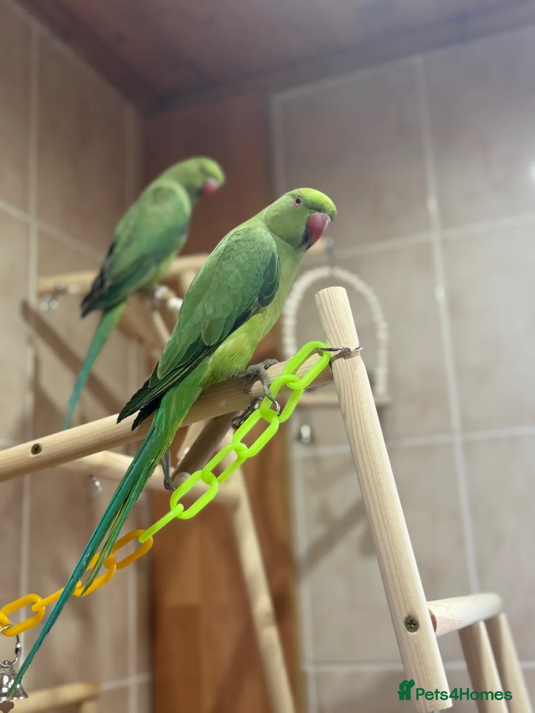 Ringnecks birds for sale: Ring neck parrots for sale in Birmingham - Advert 3