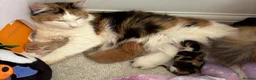 Mixed Breed cats for sale: Kittens - Advert 8