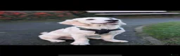 Golden Retriever dogs for stud: Beautiful KC golden retriever for stud in Gateshead - Advert 5