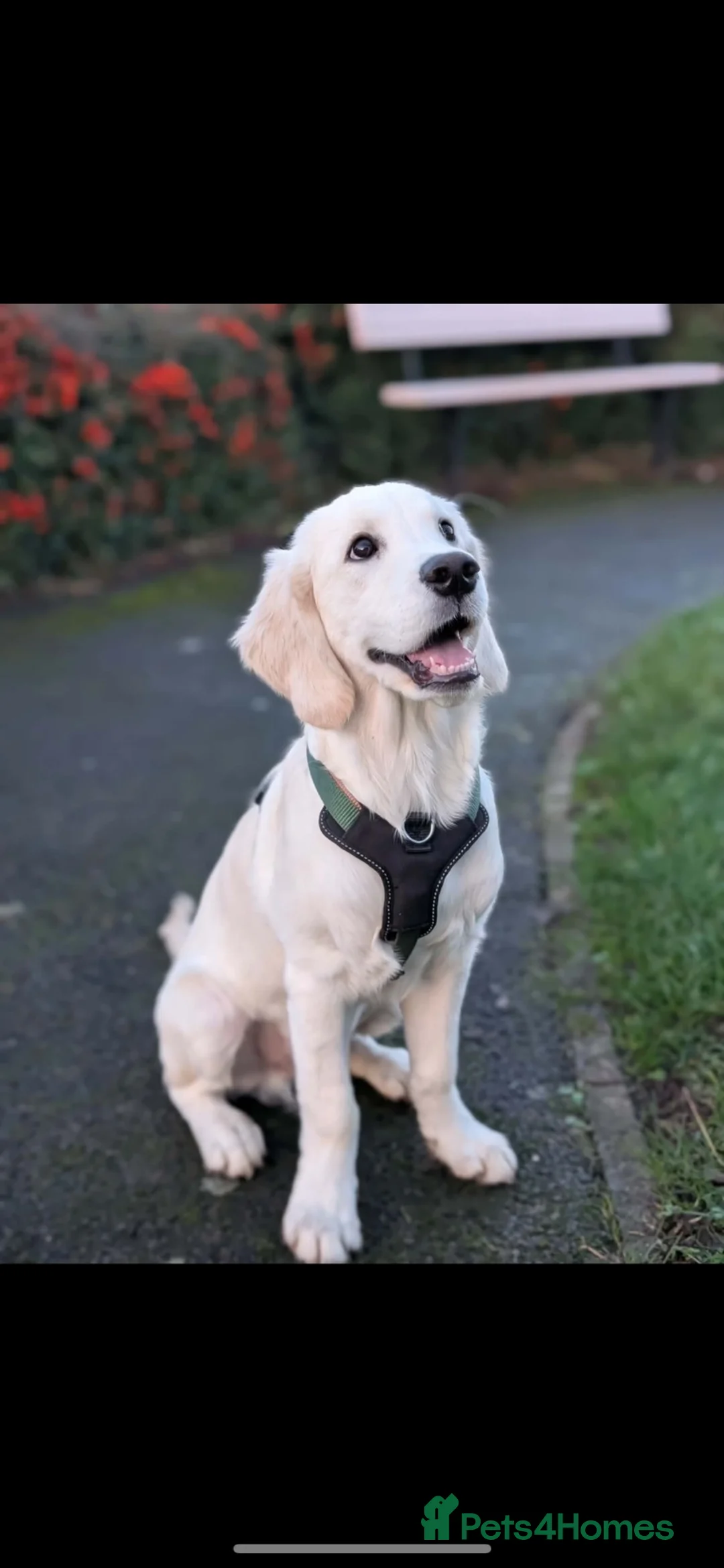 Golden Retriever dogs for stud: Beautiful KC golden retriever for stud in Gateshead - Advert 5