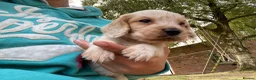 Cocker Spaniel dogs for sale: Working Cocker Spaniels  in Preston - Advert 8