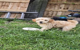 Cockapoo dogs for sale: Girl reavailable F1B cockapoo puppy health tested in Ormskirk - Image 6