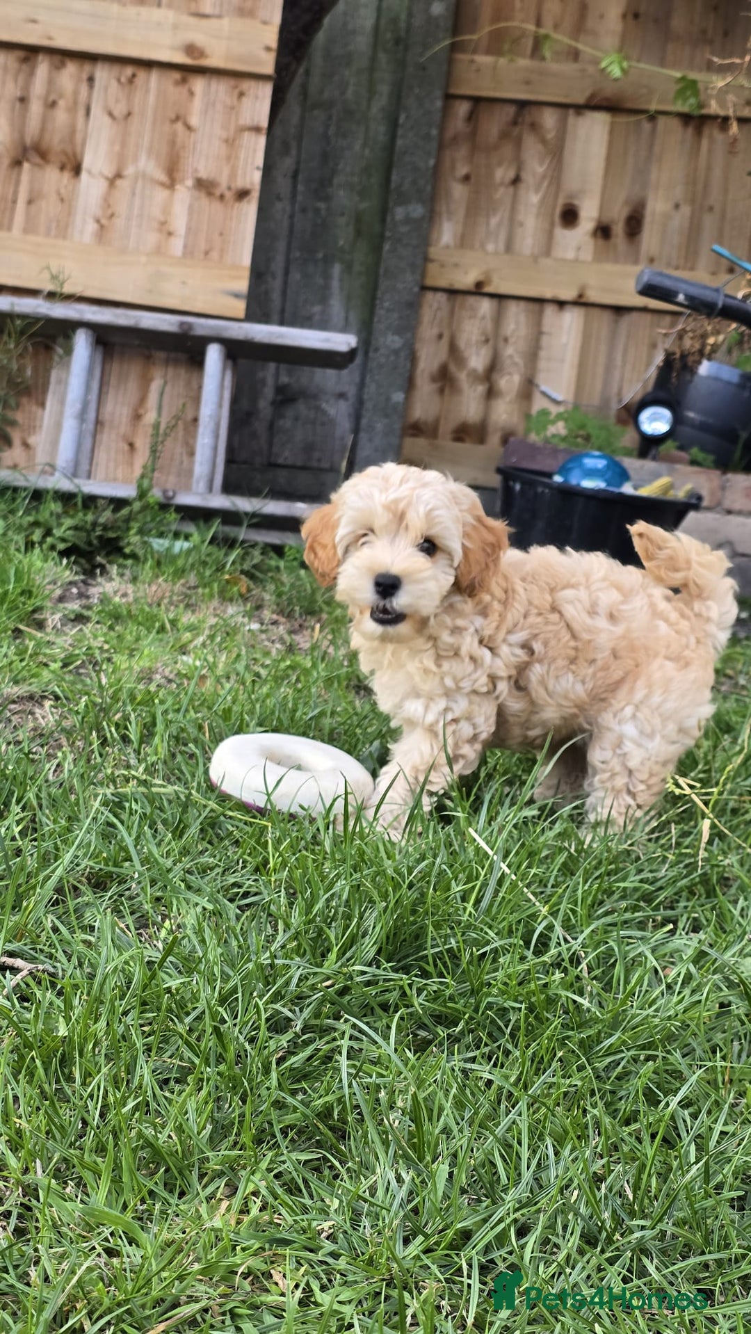 Cockapoo dogs for sale: Girl reavailable F1B cockapoo puppy health tested in Ormskirk - Image 6