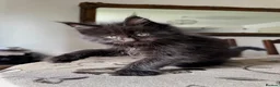 Maine Coon cats for sale: LARGE MAINE COON KITTENS - Advert 9