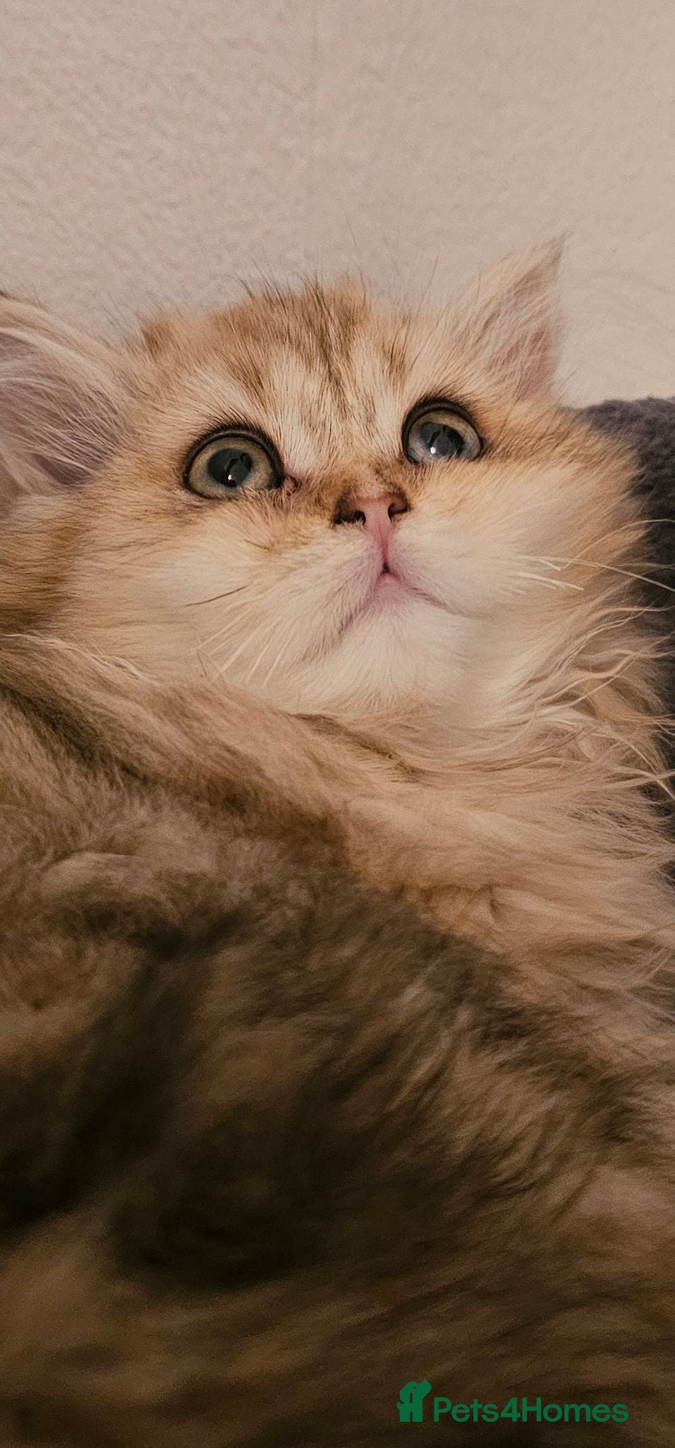 British Shorthair cats Bsh GOLDEN Chunky Kittens🐱 Ready go now - Advert 12