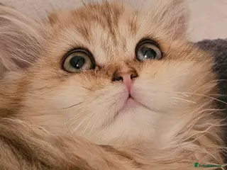 British Shorthair cats Bsh GOLDEN Chunky Kittens🐱 Ready go now - Advert 12