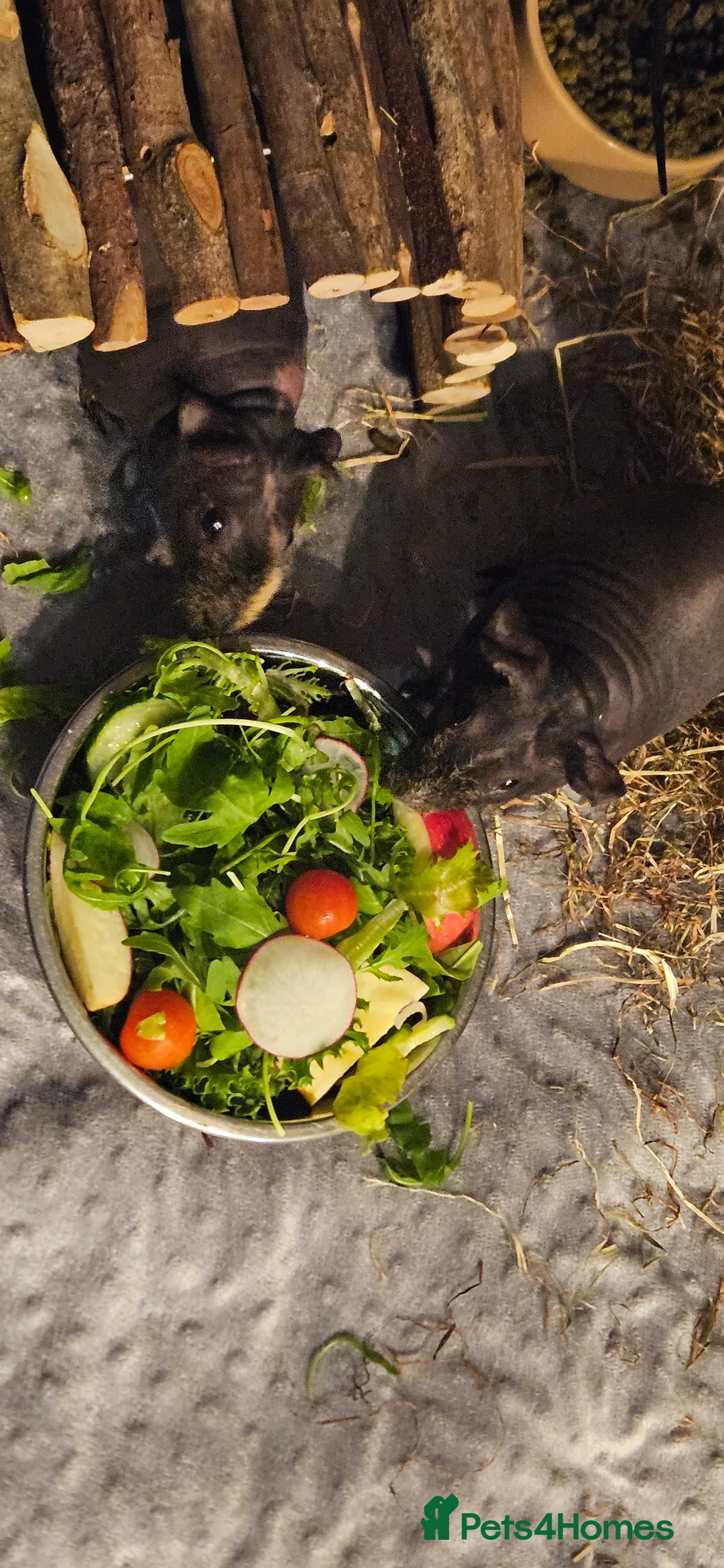 Guinea Pig rodents for sale: 2 male skinny pigs  - Advert 5