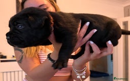 Cane Corso dogs for sale: CANE CORSO PUPS - Image 7