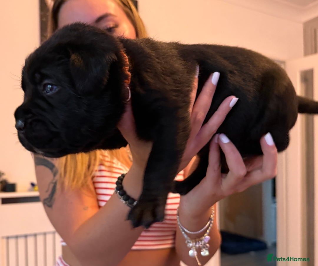 Cane Corso dogs for sale: CANE CORSO PUPS - Image 7