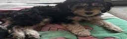 Mixed Breed dogs for sale: Rare Absolutely Stunning Phantom Cavapoo - Advert 13