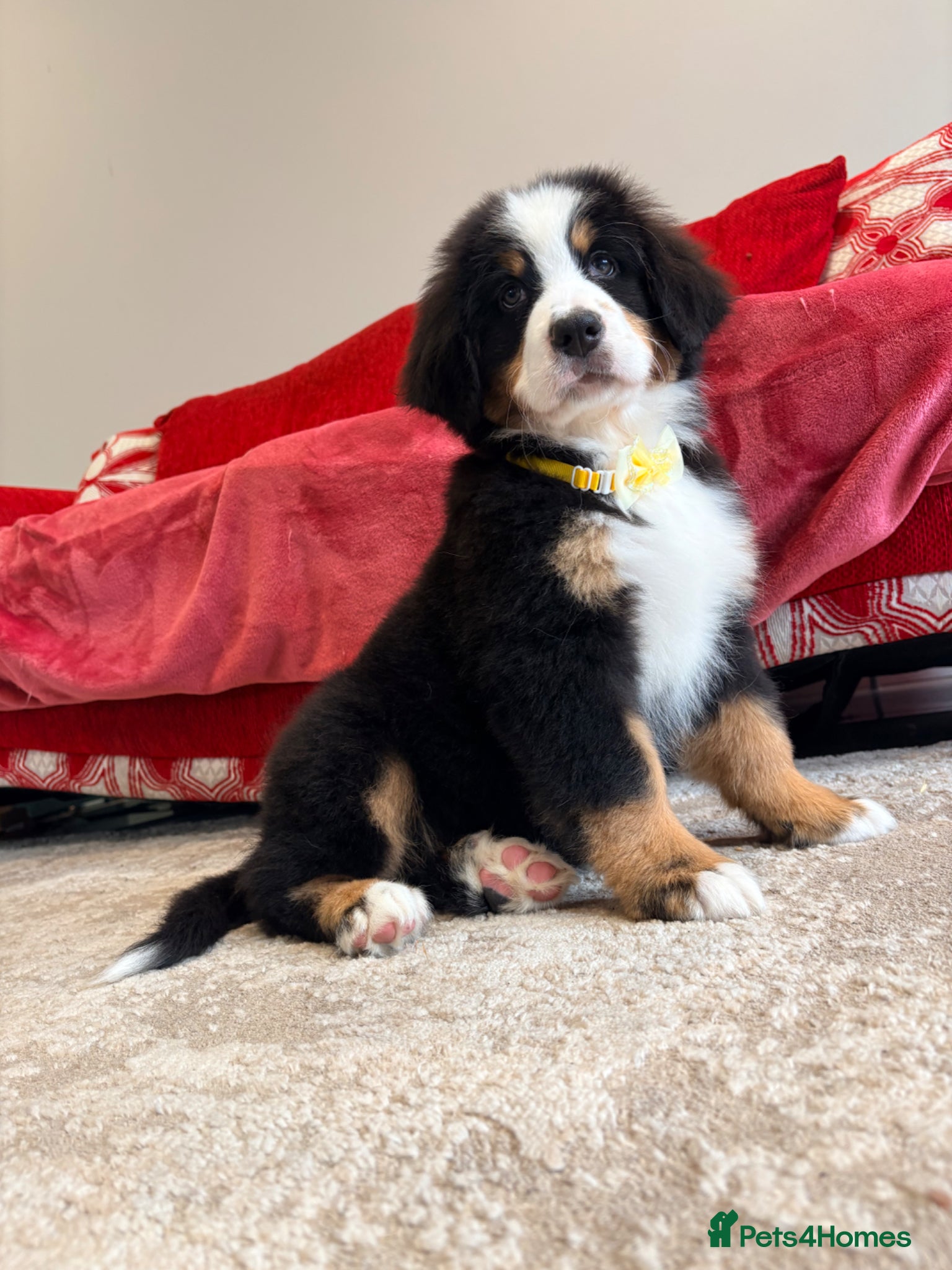 Bernese Mountain Dog dogs Bernese mountain puppies - Advert 1