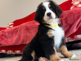 Bernese Mountain Dog dogs Bernese mountain puppies - Advert 1