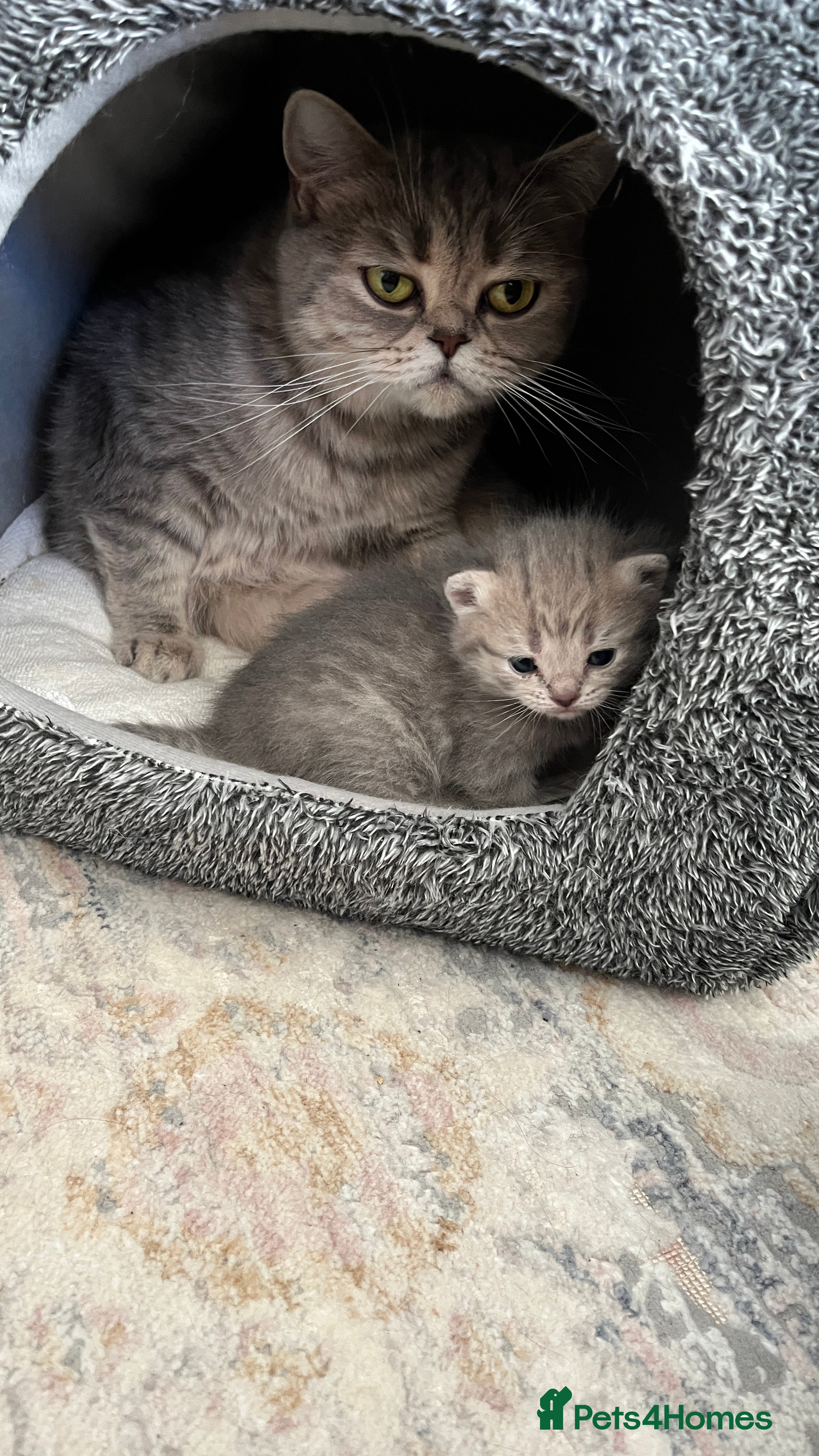 Scottish Fold cats Beautiful blue female kitten  - Advert 9