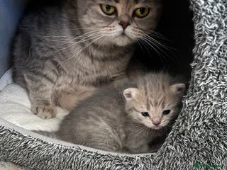 Scottish Fold cats Beautiful blue female kitten - Advert 9