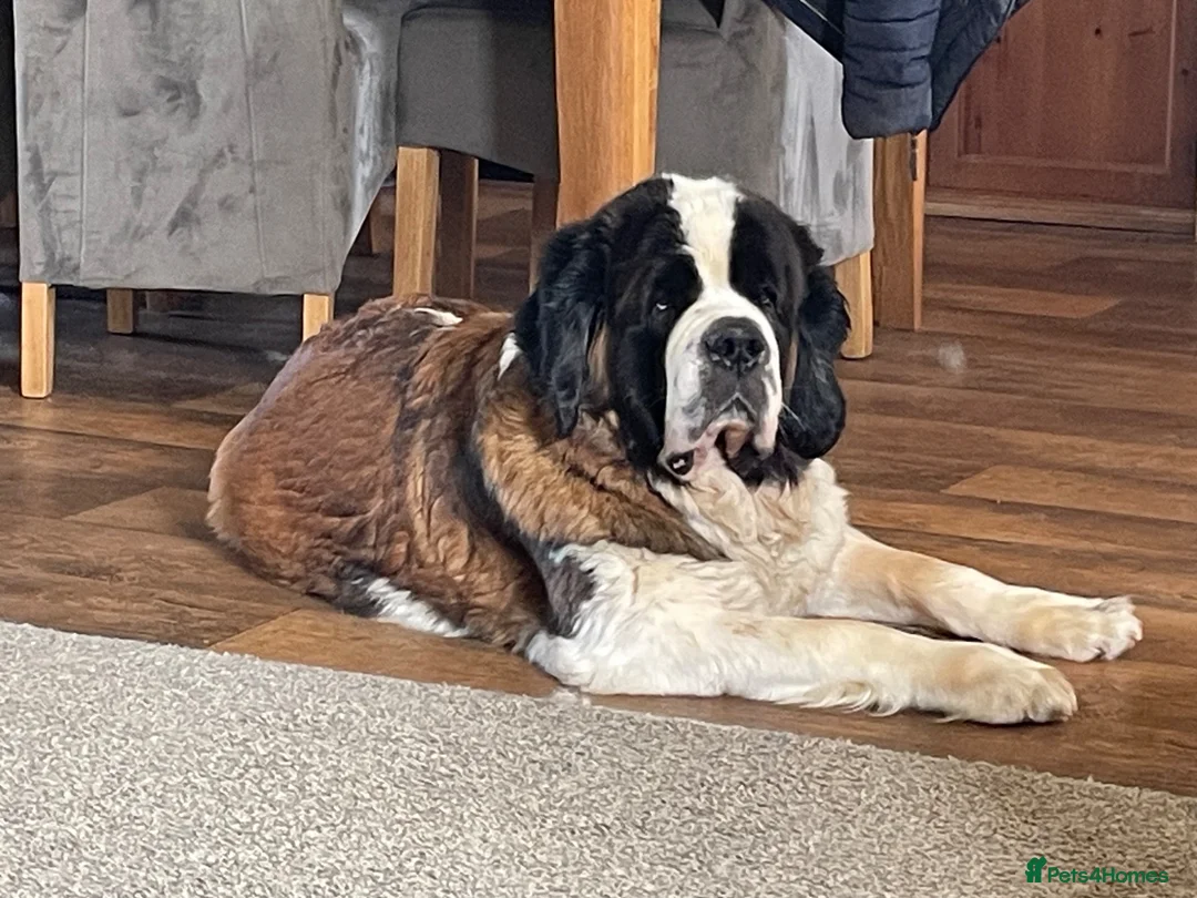 Saint Bernard dogs for sale: KC Registered Saint Bernard Puppies - Advert 2