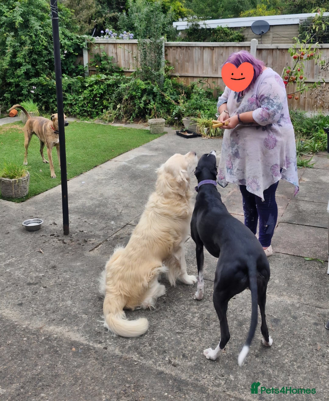 Golden Retriever dogs for stud: Purebred Golden Retriever for Stud - Image 11