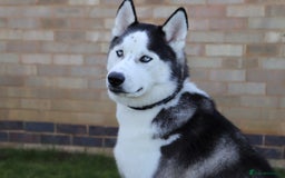 Siberian Husky dogs for stud: Proven Siberian Husky FOR STUD - Image 4