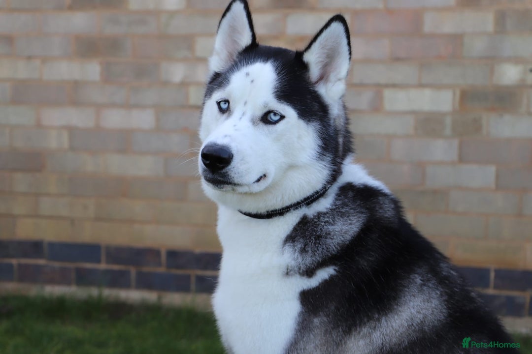 Siberian Husky dogs for stud: Proven Siberian Husky FOR STUD - Image 4