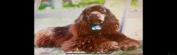 American Cocker Spaniel dogs for sale: American cocker spaniel chocolate girl puppy  - Advert 4