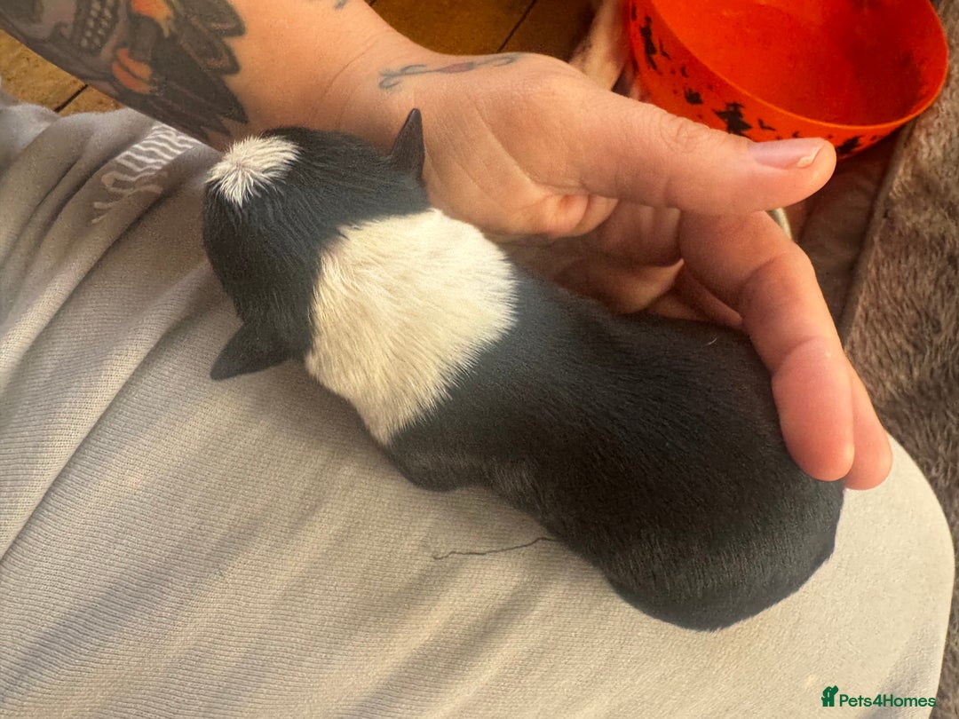 Mixed Breed dogs for sale: Pups for sale  - Image 13