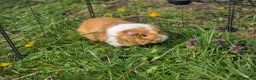 Guinea Pig rodents for sale: Trio of bonded boar guinea pigs in Beverley - Advert 4
