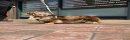 Miniature Dachshund dogs for stud: Oreo chocolate & tan dapple long haired  - Advert 4