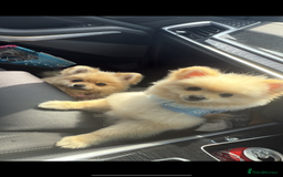 Pomeranian dogs for sale: TEACUP POMERANIANS🐶💫 - Image 3