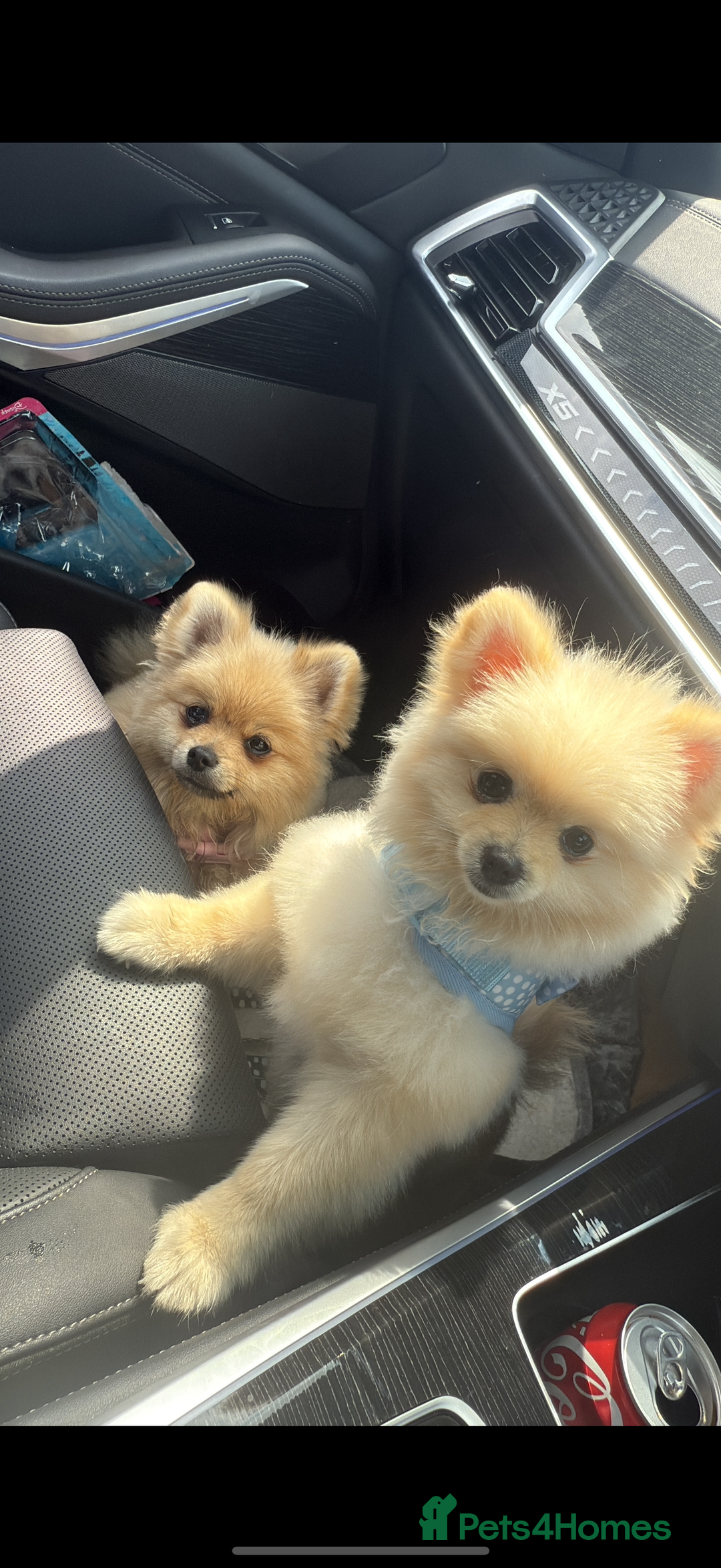 Pomeranian dogs for sale: TEACUP POMERANIANS🐶💫 - Image 3