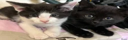 Mixed Breed cats for sale: Kittens ready to go £50 - Advert 5