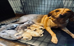 Goldador dogs for sale: Goldador puppies, Labrador x Golden Retiever  - Image 12