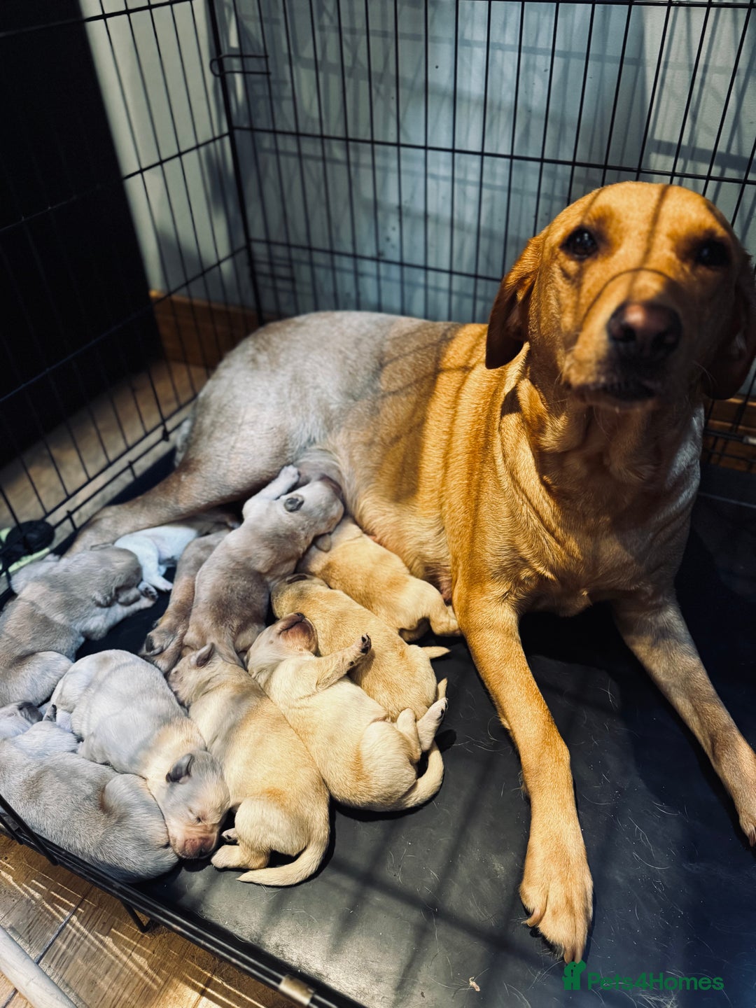 Goldador dogs for sale: Goldador puppies, Labrador x Golden Retiever  - Image 12