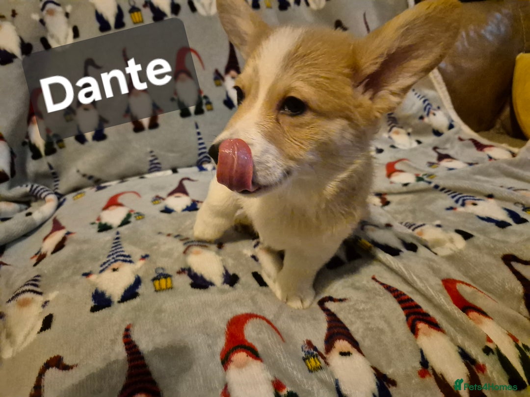 Welsh Corgi Pembroke dogs for sale: 8  Wales Pembroke Corgi puppy's - Advert 39