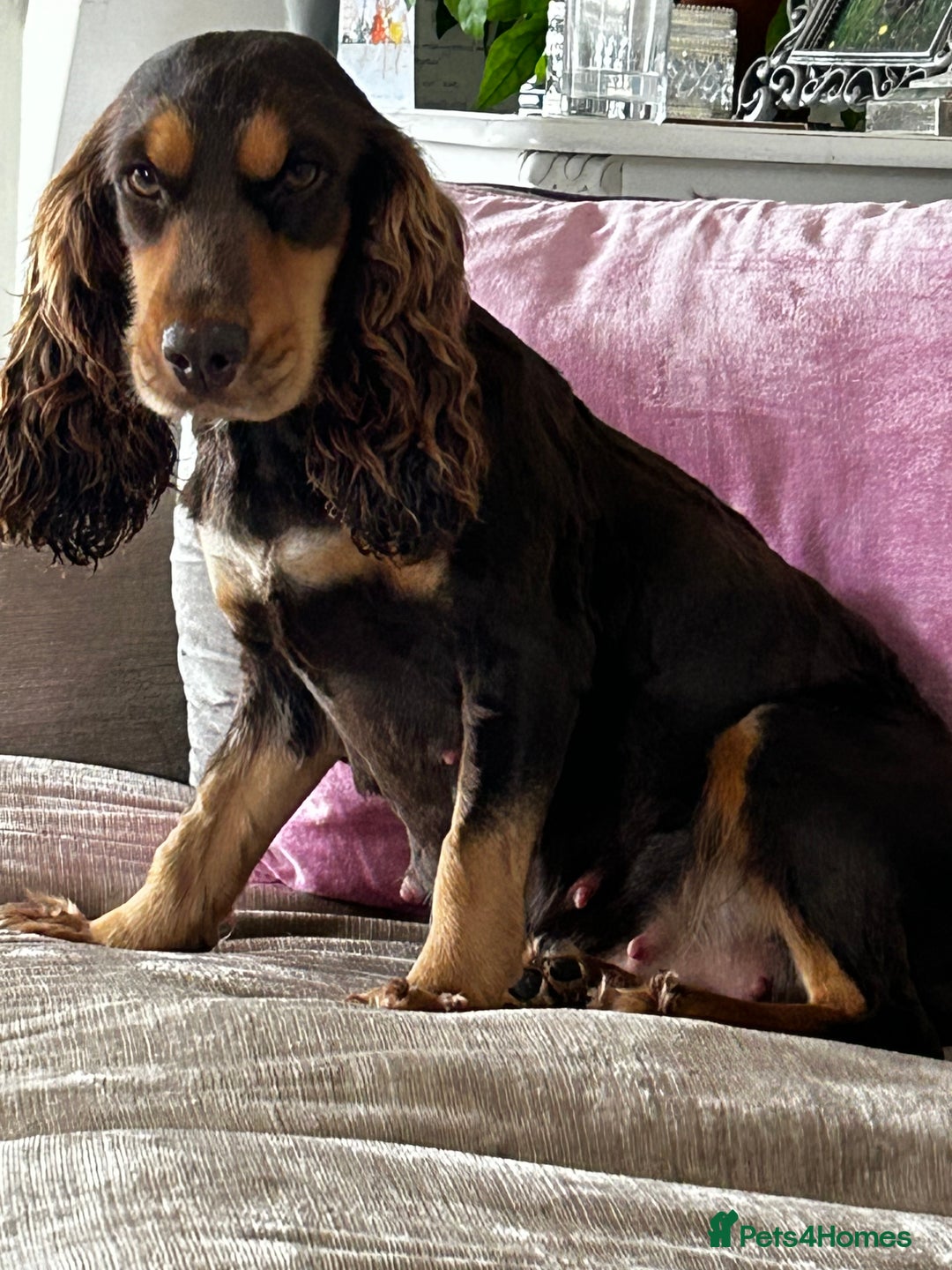 Cocker Spaniel dogs for sale: Kc reg pure bred show cocker spaniels  - Advert 3