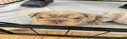 English Bulldog dogs for sale: English bulldog Fully KC registered @TheBullyLab26 - Advert 12